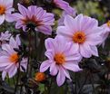 Георгин Бишоп оф Лейчестер (Dahlia Bishop Of Leicester) — фото 4