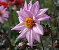 Георгин Бишоп оф Лейчестер (Dahlia Bishop Of Leicester) — фото 5