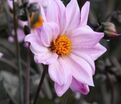 Георгин Бишоп оф Лейчестер (Dahlia Bishop Of Leicester) — фото 6