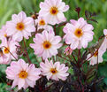 Георгин Бишоп оф Лейчестер (Dahlia Bishop Of Leicester) — фото 7