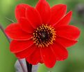 Георгин Бишоп оф Лландаф (Dahlia Bishop Of Llandaf) — фото 2