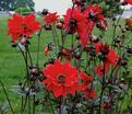Георгин Бишоп оф Лландаф (Dahlia Bishop Of Llandaf) — фото 3