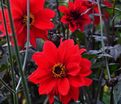 Георгин Бишоп оф Лландаф (Dahlia Bishop Of Llandaf) — фото 4