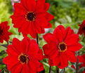 Георгин Бишоп оф Лландаф (Dahlia Bishop Of Llandaf) — фото 5