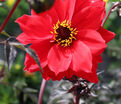 Георгин Бишоп оф Лландаф (Dahlia Bishop Of Llandaf) — фото 8