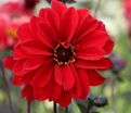 Георгин Бишоп оф Лландаф (Dahlia Bishop Of Llandaf) — фото 9