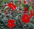 Георгин Бишоп оф Лландаф (Dahlia Bishop Of Llandaf) — фото 10