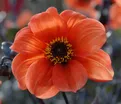 Георгин Бишоп оф Оксфорд (Dahlia Bishop Of Oxford) — фото 2