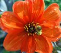Георгин Бишоп оф Оксфорд (Dahlia Bishop Of Oxford) — фото 3