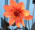 Георгин Бишоп оф Оксфорд (Dahlia Bishop Of Oxford) — фото 4