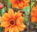 Георгин Бишоп оф Оксфорд (Dahlia Bishop Of Oxford) — фото 5
