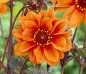 Георгин Бишоп оф Оксфорд (Dahlia Bishop Of Oxford) — фото 6