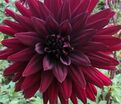 Георгин Блэк Визард (Dahlia Black Wizard) — фото 2