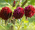 Георгин Блэк Даймонд (Dahlia Black Diamond) — фото 2