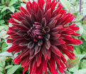 Георгин Блэк Джек (Dahlia Black Jack) — фото 5