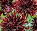 Георгин Блэк Джек (Dahlia Black Jack) — фото 6