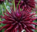 Георгин Блэк Нарцисс (Dahlia Black Narcissus) — фото 2