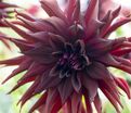 Георгин Блэк Нарцисс (Dahlia Black Narcissus) — фото 3