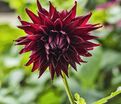 Георгин Блэк Нарцисс (Dahlia Black Narcissus) — фото 4