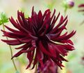 Георгин Блэк Нарцисс (Dahlia Black Narcissus) — фото 5