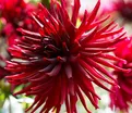 Георгин Блэк Нарцисс (Dahlia Black Narcissus) — фото 6