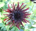 Георгин Блэк Нарцисс (Dahlia Black Narcissus) — фото 7