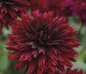 Георгин Блэк Тач (Dahlia Black Touch) — фото 3