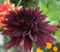 Георгин Блэк Тач (Dahlia Black Touch) — фото 4
