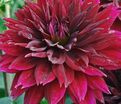 Георгин Блэк Тач (Dahlia Black Touch) — фото 5