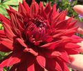 Георгин Блэк Тач (Dahlia Black Touch) — фото 6