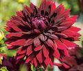 Георгин Блэк Тач (Dahlia Black Touch) — фото 7