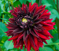 Георгин Блэк Тач (Dahlia Black Touch) — фото 8