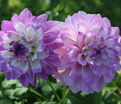 Георгин Блю Виш (Dahlia Blue Wish) — фото 2