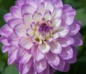 Георгин Блю Виш (Dahlia Blue Wish) — фото 3