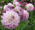 Георгин Блю Виш (Dahlia Blue Wish) — фото 4
