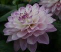 Георгин Блю Виш (Dahlia Blue Wish) — фото 5