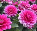 Георгин Блюсетт (Dahlia Bluesette) — фото 5
