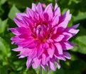 Георгин Блюсетт (Dahlia Bluesette) — фото 6