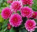 Георгин Блюсетт (Dahlia Bluesette) — фото 7