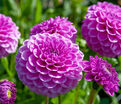 Георгин Бой Скаут (Dahlia Boy Scout) — фото 2