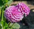 Георгин Бой Скаут (Dahlia Boy Scout) — фото 3