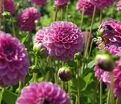 Георгин Бой Скаут (Dahlia Boy Scout) — фото 4
