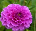 Георгин Бой Скаут (Dahlia Boy Scout) — фото 5