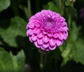 Георгин Бой Скаут (Dahlia Boy Scout) — фото 6