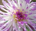 Георгин Болд Акцент (Dahlia Bold Accent) — фото 3