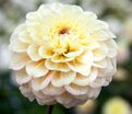 Георгин Болт (Dahlia Bolt) — фото 3