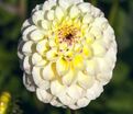 Георгин Болт (Dahlia Bolt) — фото 4