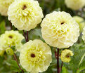Георгин Болт (Dahlia Bolt) — фото 5