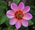 Георгин Бонни Эсперансе (Dahlia Bonne Esperance) — фото 7