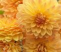 Георгин Бочерелл (Dahlia Bocherell) — фото 2